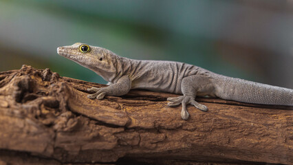 Standing's day gecko