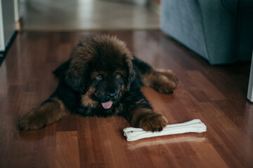 Puppy of Tibetan Mastiff in new home.