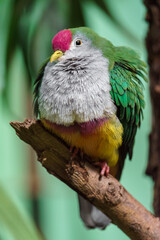 Superb fruit dove