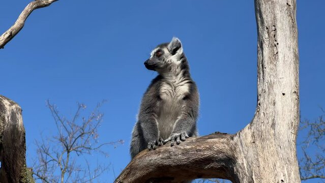 Ring-tailed lemur. Cute and funny lemurs against the blue sky. Stock video clip. 4K