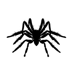 spider silhouette isolated - vector illustration