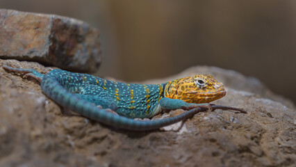 Common collared lizard