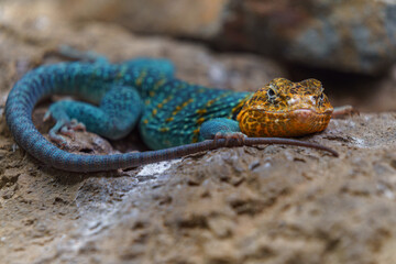 Common collared lizard