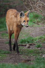 Maned wolf © Josef