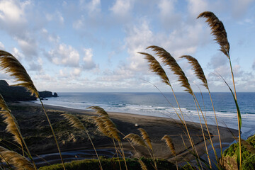 Sunrise Te Henga Walkway Bethells Beach Auckland Tamaki Makaurau Aotearoa New Zealand
