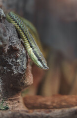 Baron's green racer