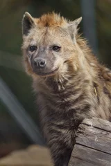  Spotted hyena © Josef