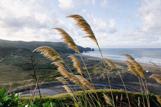 Sunrise Te Henga Walkway Bethells Beach Auckland Tamaki Makaurau Aotearoa New Zealand