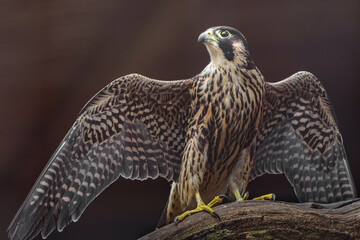 Peregrine falcon