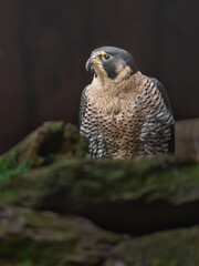 Peregrine falcon