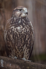 Saker falcon