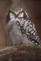 Northern hawk-owl