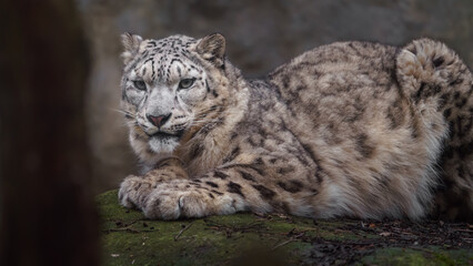 Plakat Snow leopard