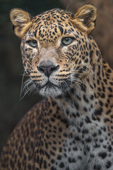 Naklejka na ściany i meble Sri lankan leopard