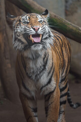 Sumatran tiger