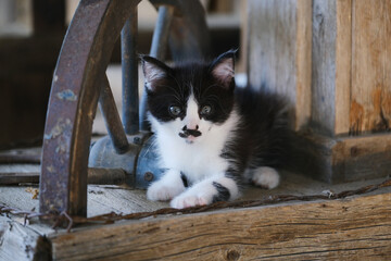 Kitten with mustache closeup, cute baby animal.