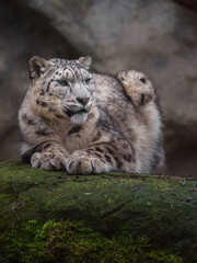 Snow leopard