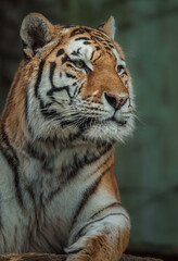 Siberian tiger