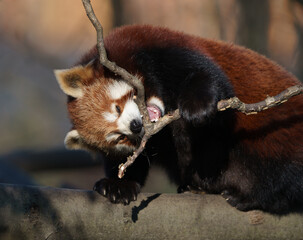 Red panda