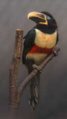 Chestnut-eared aracari