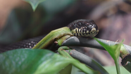 Amur ratsnake