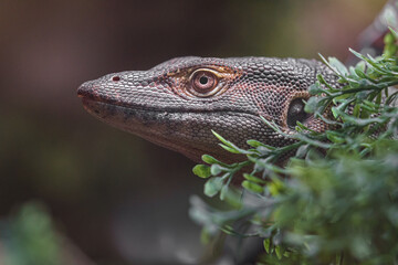 Mertens' water monitor