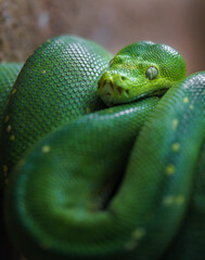 Obraz premium Green tree python