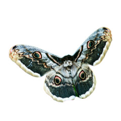moth butterfly isolated on white - obrazy, fototapety, plakaty