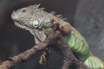 Green iguana