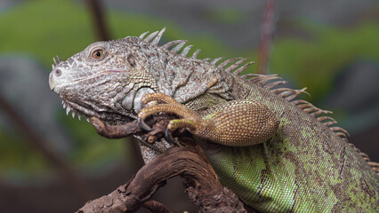 Green iguana