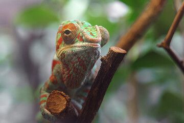 Panther chameleon