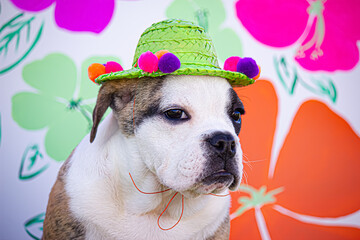 Brindle and White English Bulldog Wears a Funny Green Straw Hat in front of a Floral Background