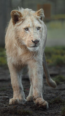 Cape lion