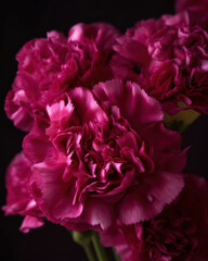 A closeup of a bunch of magenta carnations showing its tightly packed petals. Trendy color of 2023 Viva Magenta.. AI generation.