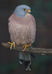 Common kestrel