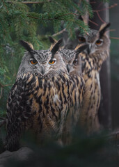 Eurasian eagle-owl