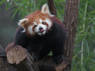 Red panda