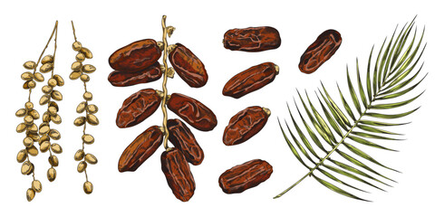 Date palm collection with fruits and leaves sketch vector illustration isolated.