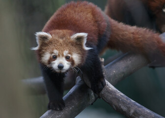 Red panda