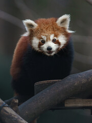 Red panda