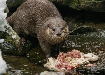 Asian small clawed otter