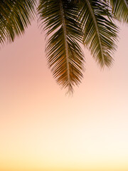 Beautiful tropical sunset. Silhouettes of palm trees background	