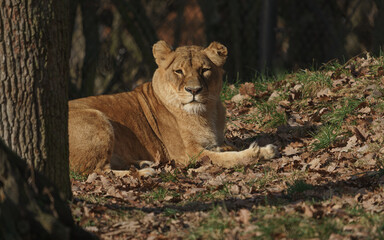 Lioness