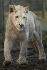 Cape lion