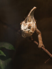Panther chameleon