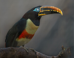 Chestnut-eared aracari