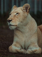 Obraz na płótnie Canvas Cape lion