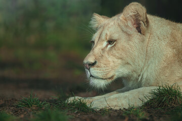 Cape lion