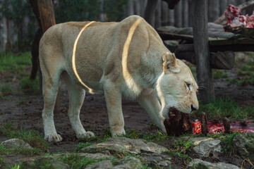 Cape lion