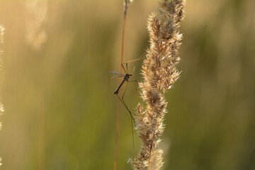 Obraz premium Big crane fly in the sunlight